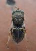 Dinarmus sp.